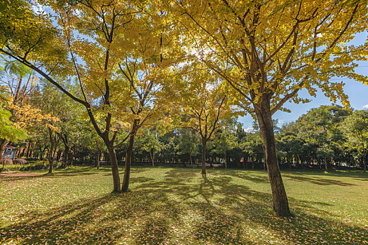 云南昆明西華公園自然景觀