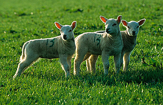 特塞尔,绵羊,三个,2-3岁,星期,老,羊羔,晚间,阳光,波厄斯郡,威尔士,英国,欧洲