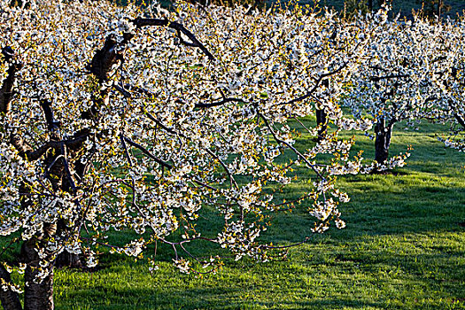 樱桃树,花,靠近,蒙大拿