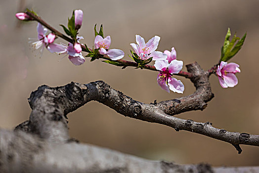 桃花开