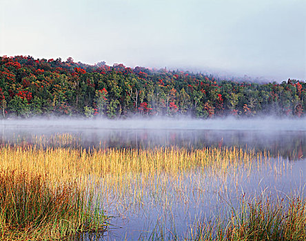 纽约,阿第伦达克山,阿迪朗达克州立公园,保存,秋色,糖枫,树,糖槭,反射,雾,水塘,大幅,尺寸