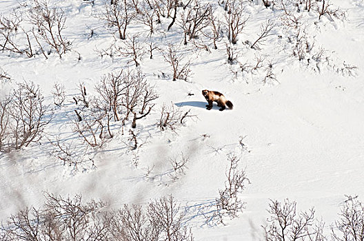 狼獾,雪景,堪察加半岛,俄罗斯