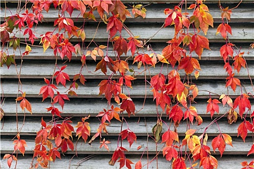 红色,藤蔓植物,木墙,秋天