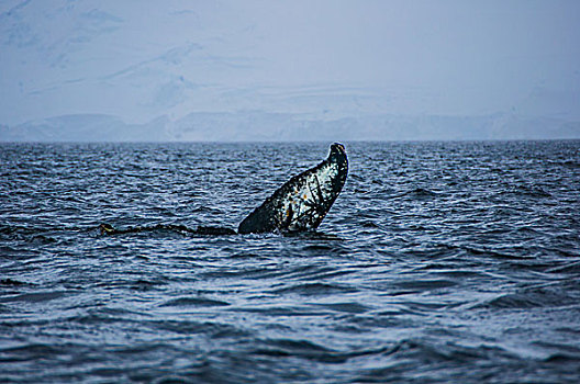 南极鲸鱼入海逆戟鲸