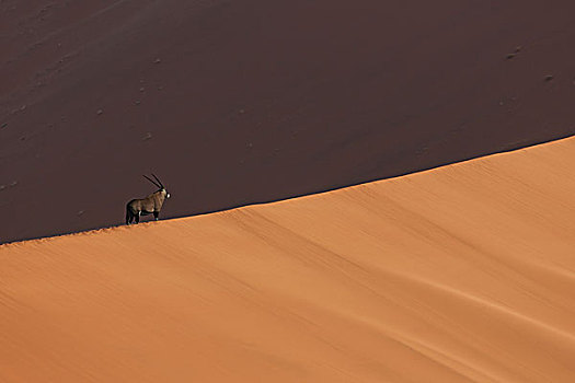长角羚羊,巨大,沙丘,索苏维来地区,国家公园,纳米比亚