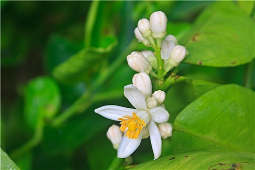 花,柠檬树,绿叶