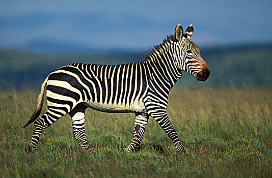角山斑马,斑马,濒危物种,斑马山国家公园,南非