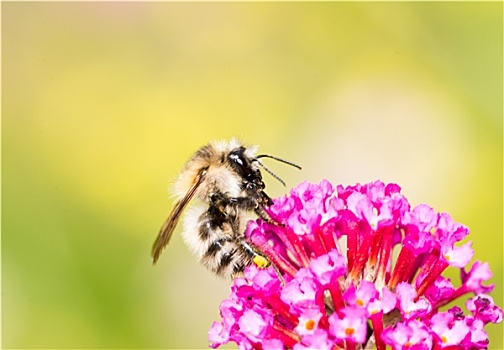 蜜蜂,收集,花蜜,花