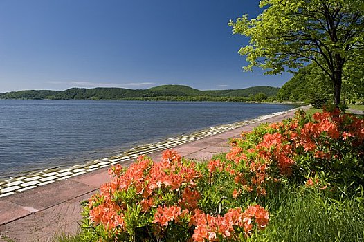 湖,杜鹃花