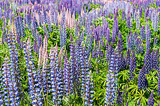 紫色,花,羽扇豆属植物,羽扇豆,奥塔哥地区,南部地区,新西兰,大洋洲