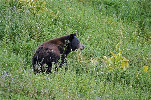 美洲黑熊,草地,雷尼尔山国家公园,华盛顿,美国,北美