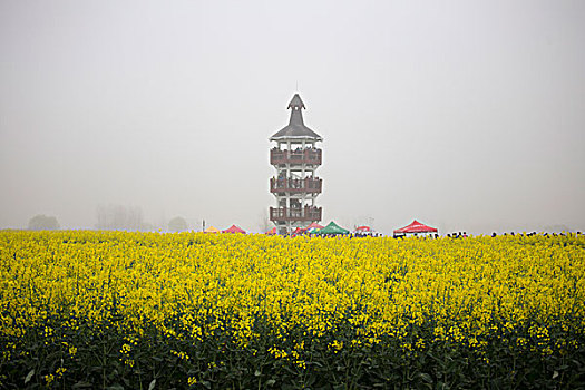 江苏泰州兴化油菜花