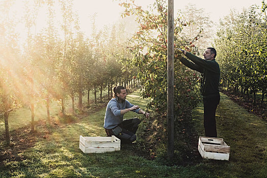 两个男人,苹果园,挑选,苹果,树,苹果丰收,秋天