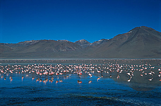成群,喂食,泻湖,玻利维亚