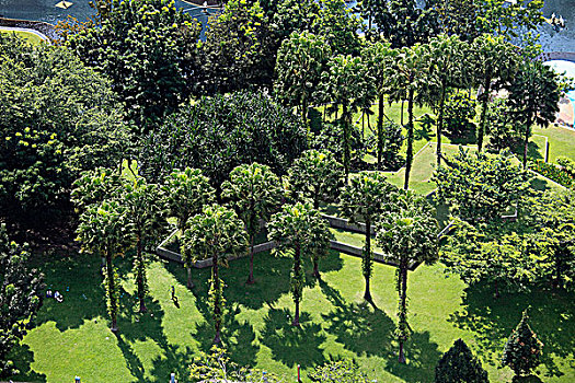 马来西亚,吉隆坡,市中心,公园,热带,植被