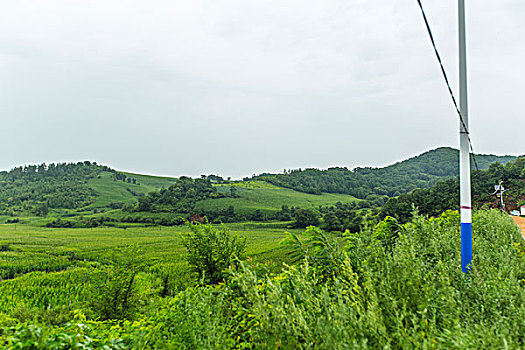 田野