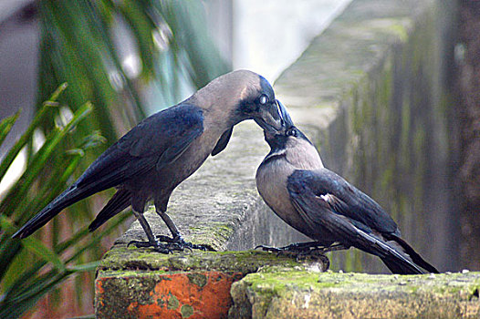 乌鸦,普通,鸟,乡村,城市,孟加拉