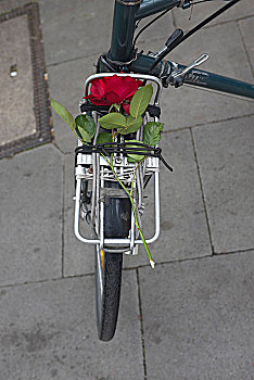 红玫瑰,自行车架