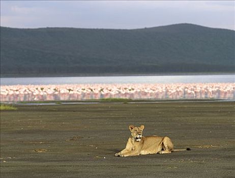雌狮,坐,湖岸,纳库鲁湖,小红鹳,后面,肯尼亚
