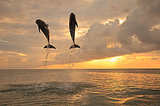 海湾群岛,洪都拉斯,宽吻海豚,跳跃,一起,日落,加勒比海