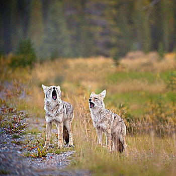 叫喊,丛林狼,犬属,艾伯塔省,加拿大