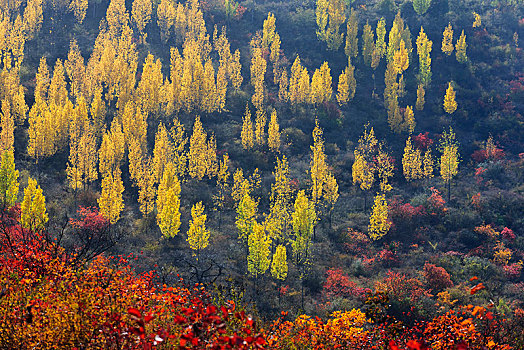 山坡秋色