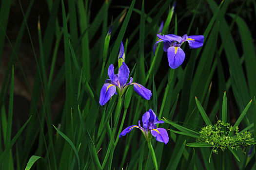 茑尾花