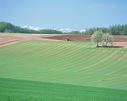 樱桃,山