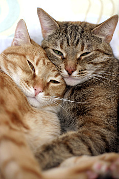 爱人,两个,猫,搂抱,相互