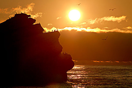 鸬鹚,小石头,旁侧,摩洛湾,加利福尼亚,日落