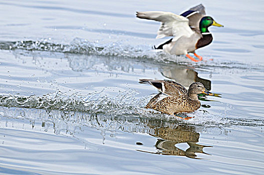 两个,野鸭,绿头鸭,水中
