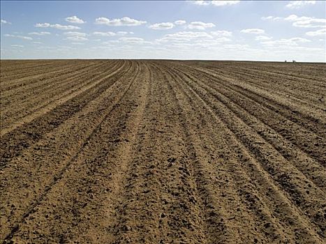 耕地,就绪,小麦,播种,澳大利亚