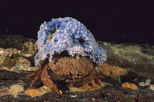 海绵,螃蟹,穿,帽子,蓝色,保护色,澳洲南部