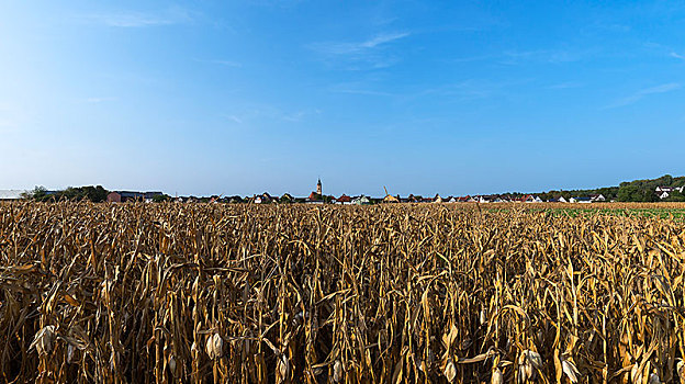 干燥,玉米田,玉米,背影,巴登符腾堡,德国,欧洲