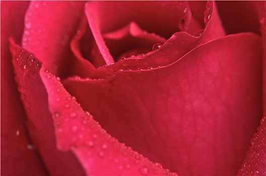 微距,红玫瑰,花