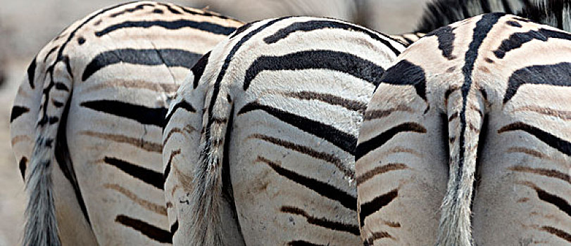 纳米比亚,埃托沙国家公园,水坑,三个,斑马,尾部,臀部,画廊