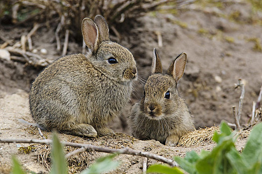 欧洲兔,两个,幼兽,坐,巢穴,入口,自然保护区,英格兰,英国,欧洲