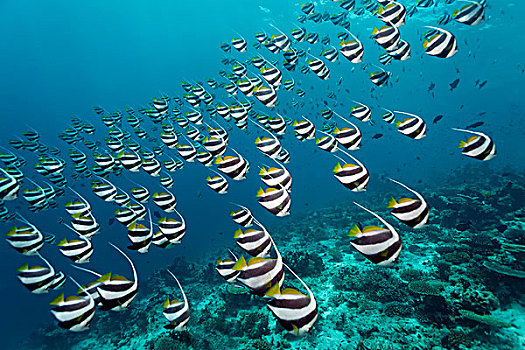 鱼群,上方,珊瑚礁,印度洋,南马累环礁,马尔代夫,亚洲