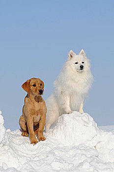 拉布拉多犬,黄色,小狗,10星期大,日本,雄性,坐,雪地