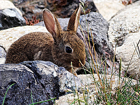 年轻,兔子,隐藏,石头