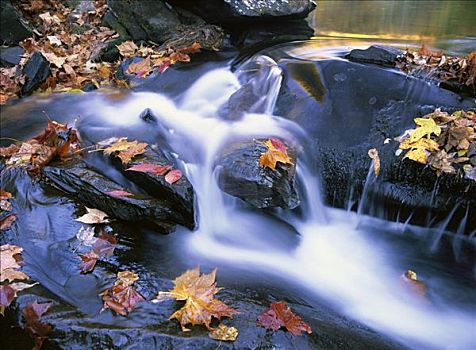 秋叶,利特尔河,大烟山国家公园,田纳西