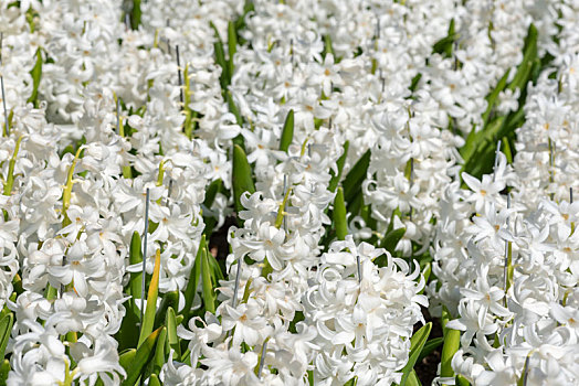 白色,风信子花,hyacinth