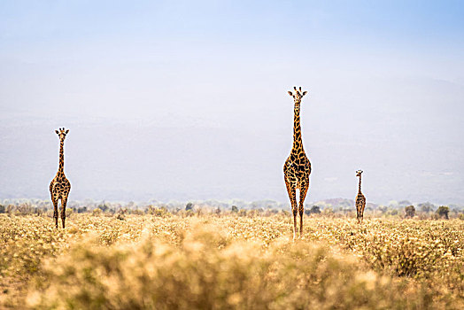 三个,长颈鹿,走,热带草原,肯尼亚,非洲