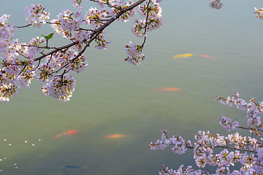 初春东湖樱花园