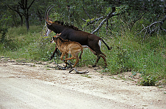 羚羊,小路,南非