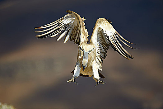 秃鹰,南非兀鹫,降落,靠近,巨大,城堡,国家公园,纳塔耳,南非,非洲