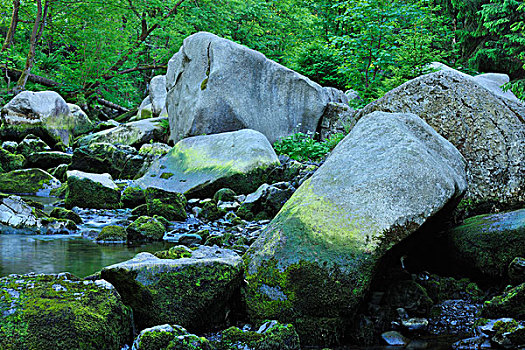 河流,哈尔茨山,国家公园,下萨克森,德国