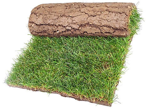 草,地毯