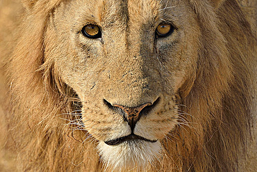 狮子,鬃毛,头像,恩戈罗恩戈罗,塞伦盖蒂,坦桑尼亚,非洲