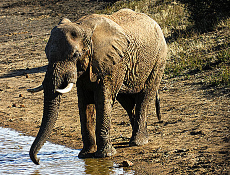 非洲,大象,喝,水,洞,游戏,南非